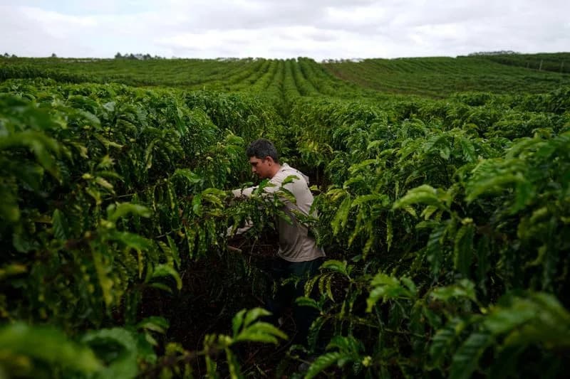 Robusta's Climate 'Resilience' Deemed an 'Internet Myth' — Study Warns Irrigation Reliance Puts Supply at Risk