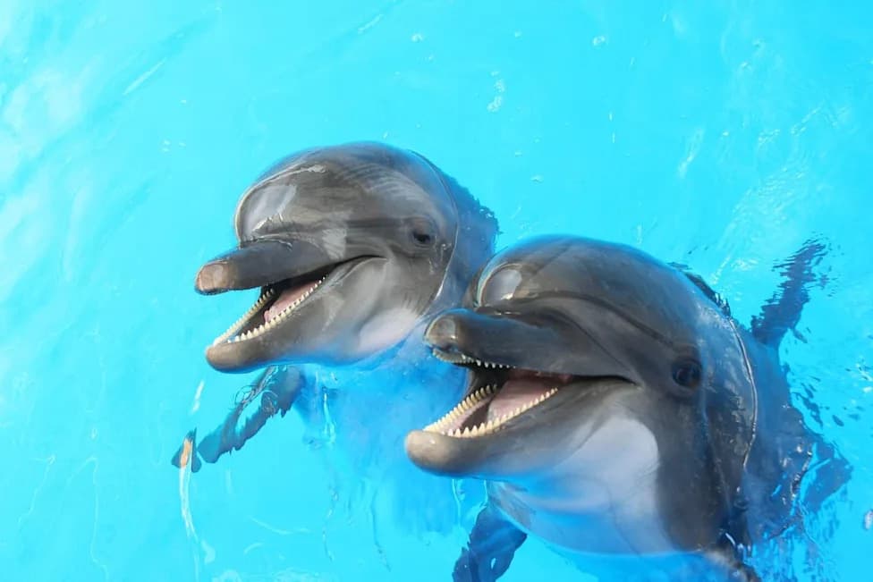 62+ Hours of Underwater Audio Reveal Florida’s Dolphin Hotspots and Feeding Cues