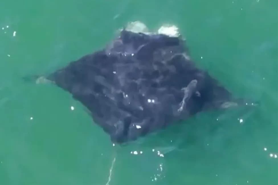 Giant Oceanic Manta Ray Spotted Feeding Near Jones Beach — Rare Close-Up for Long Island Beachgoers