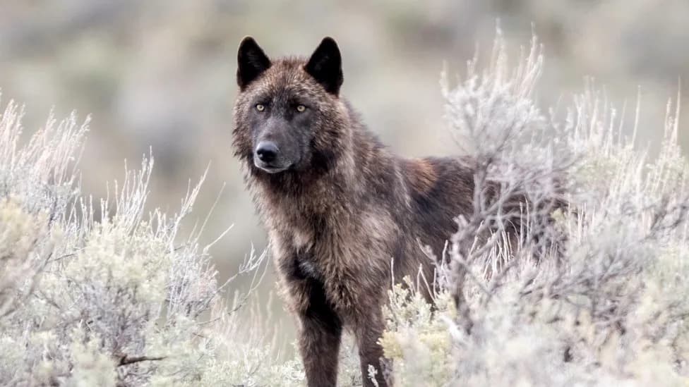 Yellowstone Hiker Sprays Bear Spray at Collared Wolf That Followed Him — Rangers Praise Response
