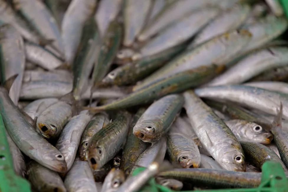 Pilchard Herpesvirus Suspected in Mass Sardine Deaths Along South African Coasts
