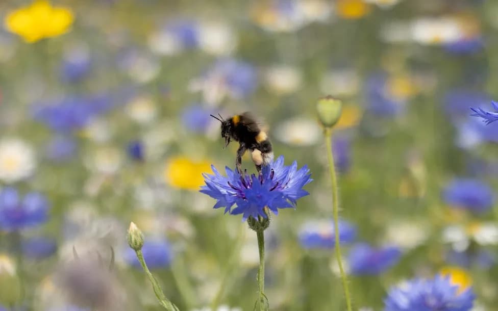 Heatwave Threatens Premium British Honeys — Shortages Loom for Heather, Lavender, Borage and Sunflower