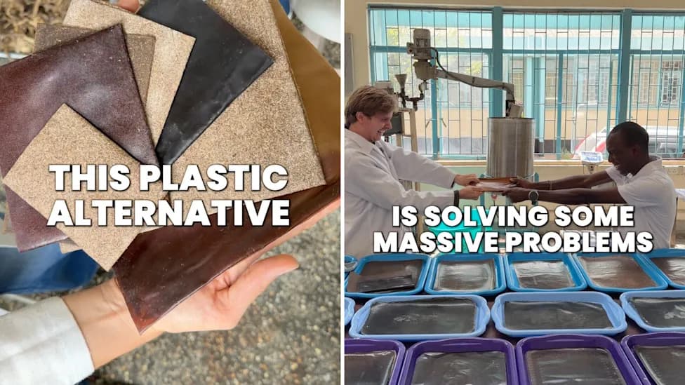 Kenyan Engineer Turns Invasive Water Hyacinth Into Compostable Plastic Alternative