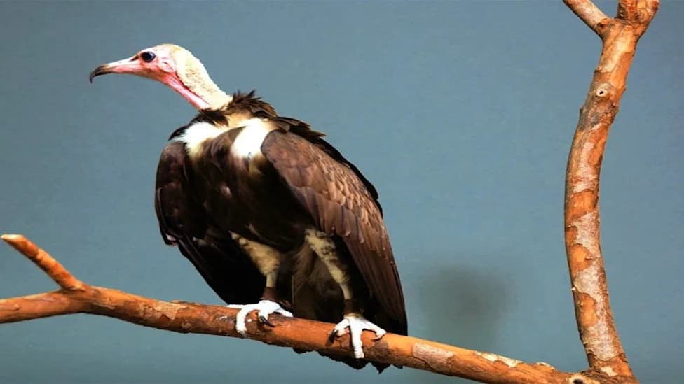 Hooded Vultures: Small Scavengers, Big Role — Can They Survive in Africa?