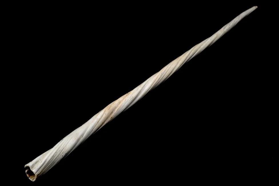 Hidden Double Spiral Inside Narwhal Tusk Reveals a Natural Engineering Marvel