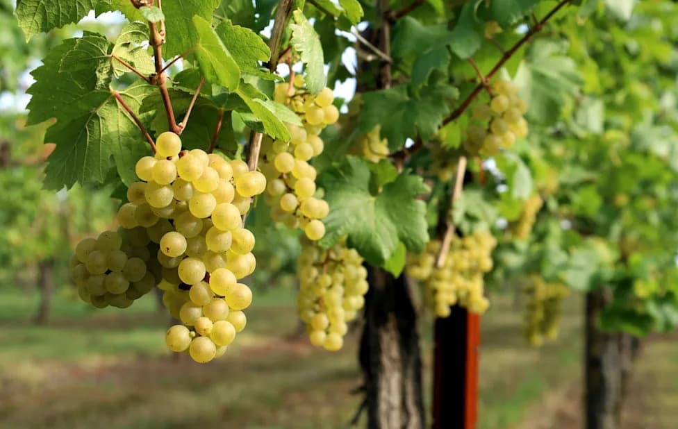 Record-Early Champagne Harvest: Growers Rush Mid‑August Picking After Heat Waves Brown Grapes