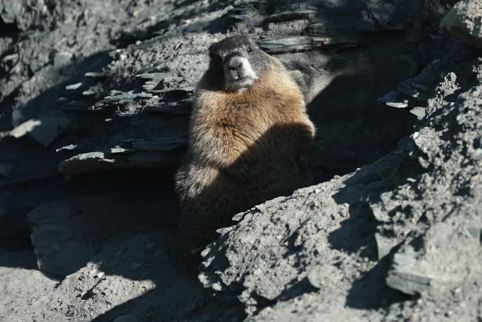 ‘Humongous’ Marmot Dawn Wins Inaugural Fat Marmot Week as OnlyMarms Fundraiser Tops $100K