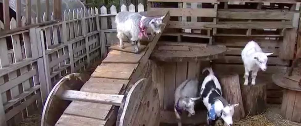 Rabies Confirmed in Baby Goats From Mobile North Carolina Petting Zoo — Visitors Urged to Check Exposures