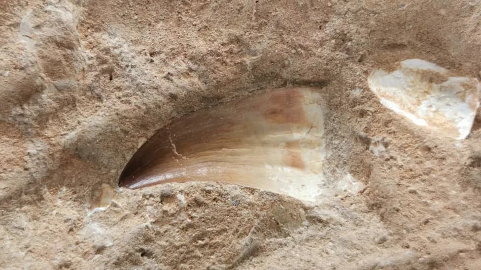 Ancient Shark 'Graveyard' in Egypt's Desert Reveals a Once-Thriving Cretaceous Sea