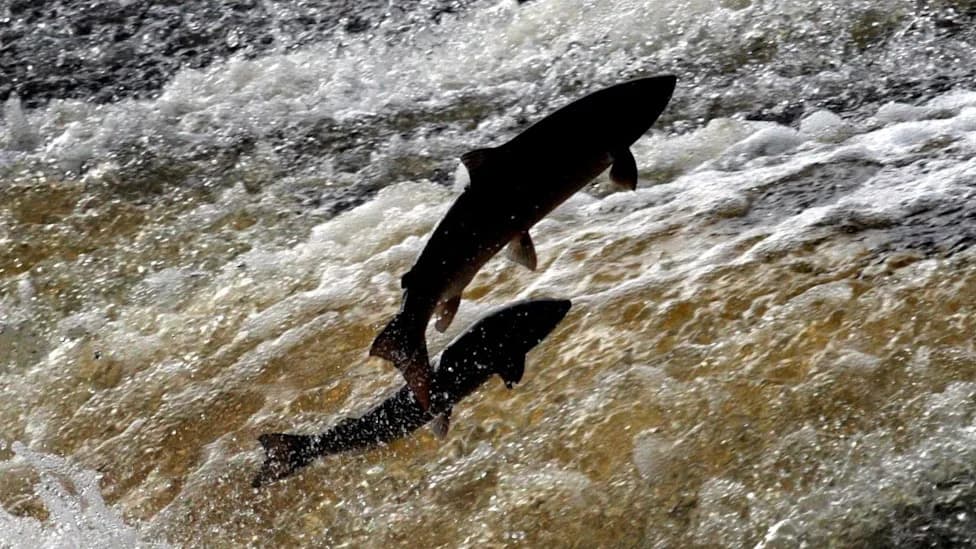 Salmon and Sea Trout Counts Fall in North‑East Rivers as Monitoring Equipment Fails