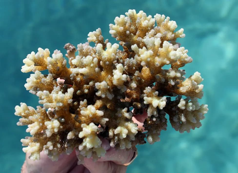 Global Hard Coral Cover Falls 9.5% — Reefs Losing Critical Time To Recover