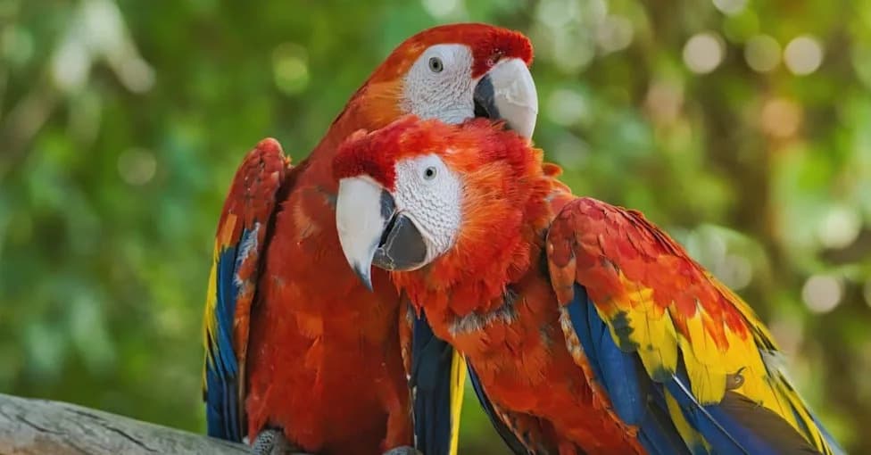 New Mapping Tool Reveals Mexico’s Hidden Parrot‑Trafficking Highways