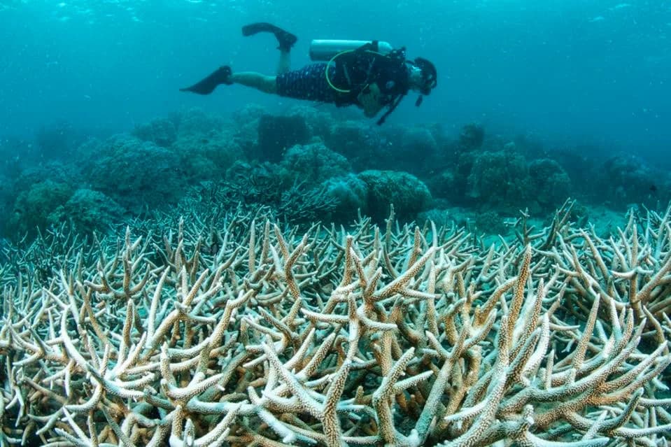 Marine Heatwaves Shrink Coral Recovery Windows — Global Hard Coral Cover Down ~9.5%
