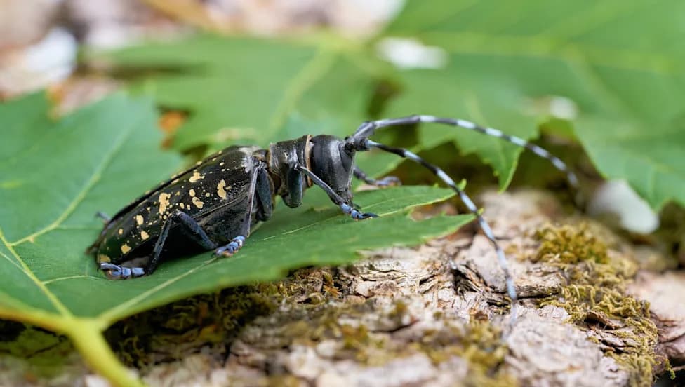 USDA Urges South Carolinians To Inspect Maples Now As Asian Longhorned Beetle Spreads
