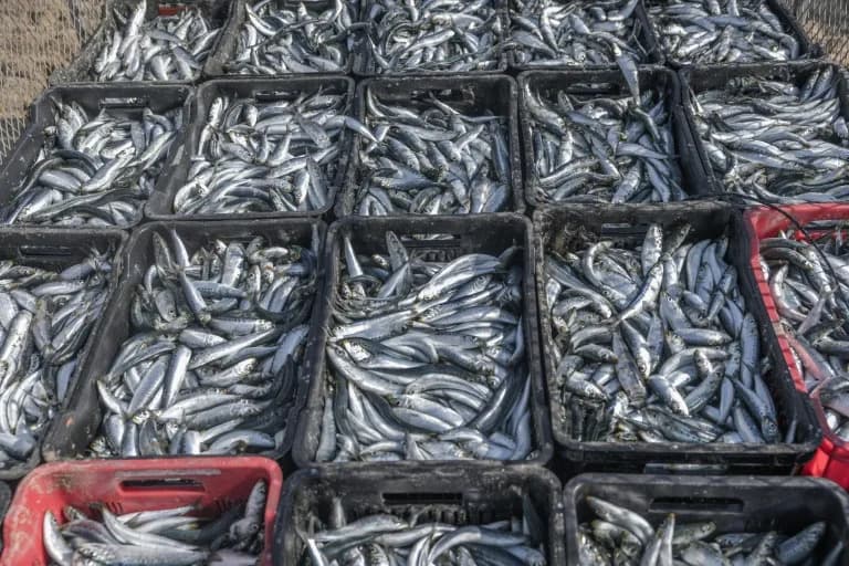 Suspected Herpesvirus Kills Thousands of Sardines Along South Africa’s Coast
