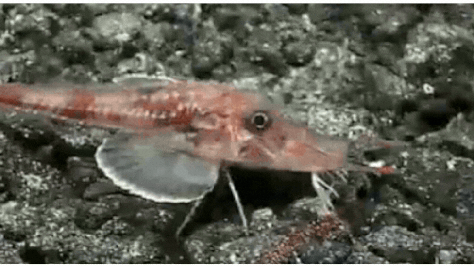 Scientists Film Armored Searobin 'Moonwalking' Across the Deep-Sea Floor