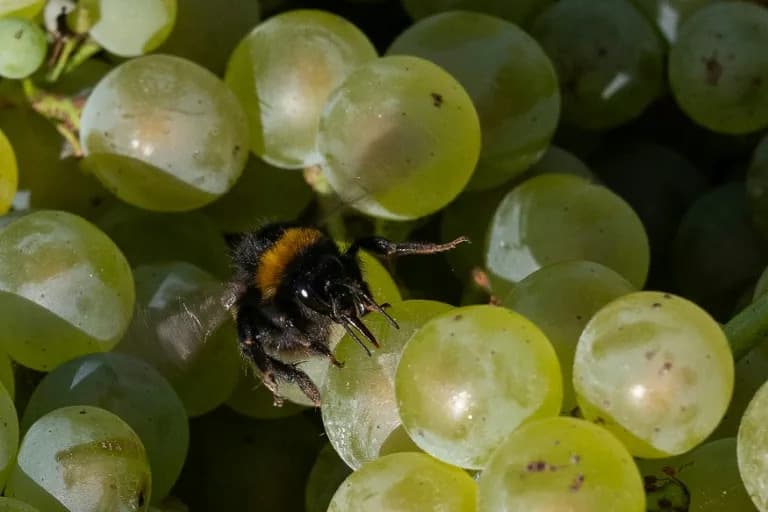 Northern France’s Vineyards: Winemakers Bet on a Warmer Future