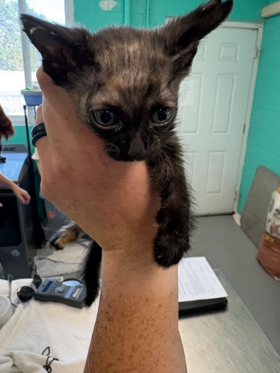Oregon Woman Faces New Charges After Officers Find Cats With Suspected Burns And Cuts