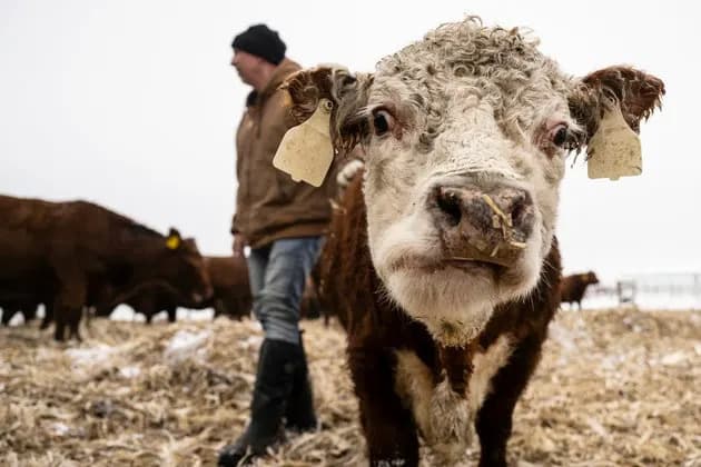 Trump Proposes Letting Ranchers Slaughter Their Own Cattle — Experts Warn It's Impractical And Risky