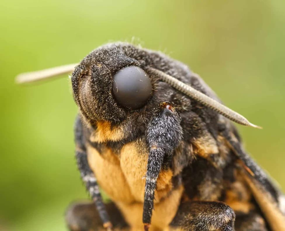 Skull-Marked Hawkmoth Tracked Flying Nearly 56 Miles in One Night—A Master Navigator