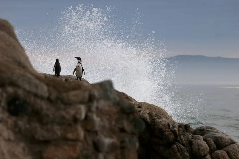 Copper-Infused Suits Speed Recovery for Injured Penguins in Chile