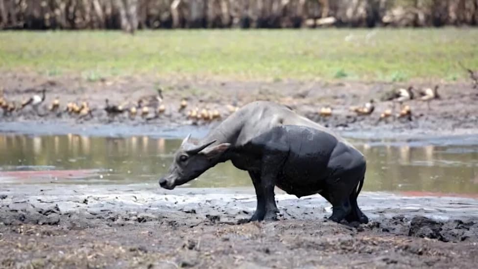 Feral Buffalo Crushing Turtle Nests in Arnhem Land, Threatening an Indigenous Food Source