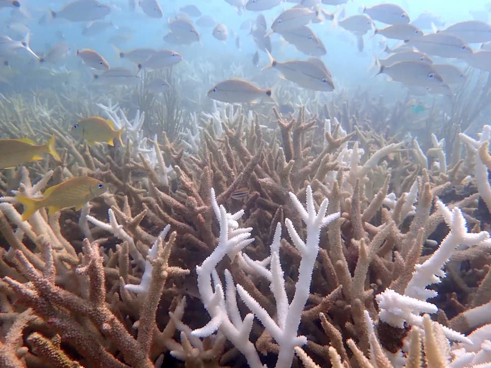 Major Broward Dredging Projects Paused After Concerns Over Harm to Staghorn Coral