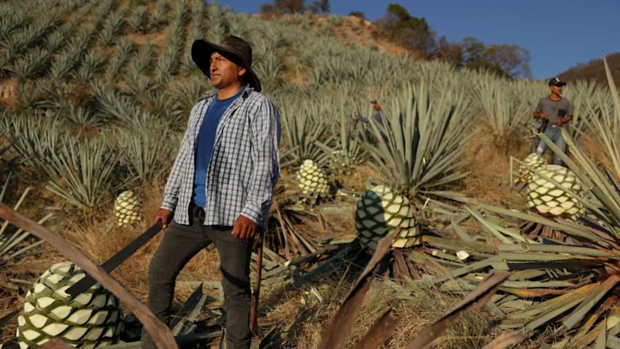 Mezcal Boom at Risk: How Cargo Hijackers Threaten Oaxaca’s Artisanal Industry