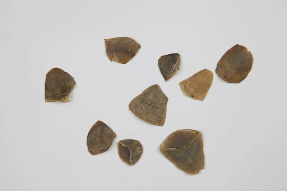 190-Year-Old Museum DNA Confirms Himalayan Pangolin as a Distinct Species