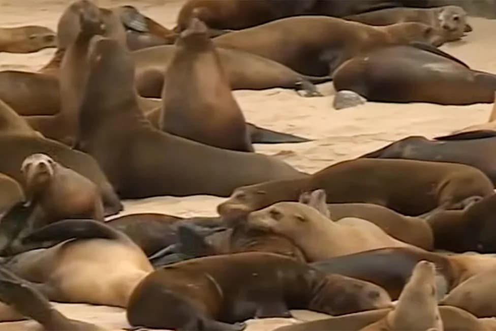California Sea Lions Suffering Seizures as Toxic Algae Spike on Central Coast, Rescuers Warn