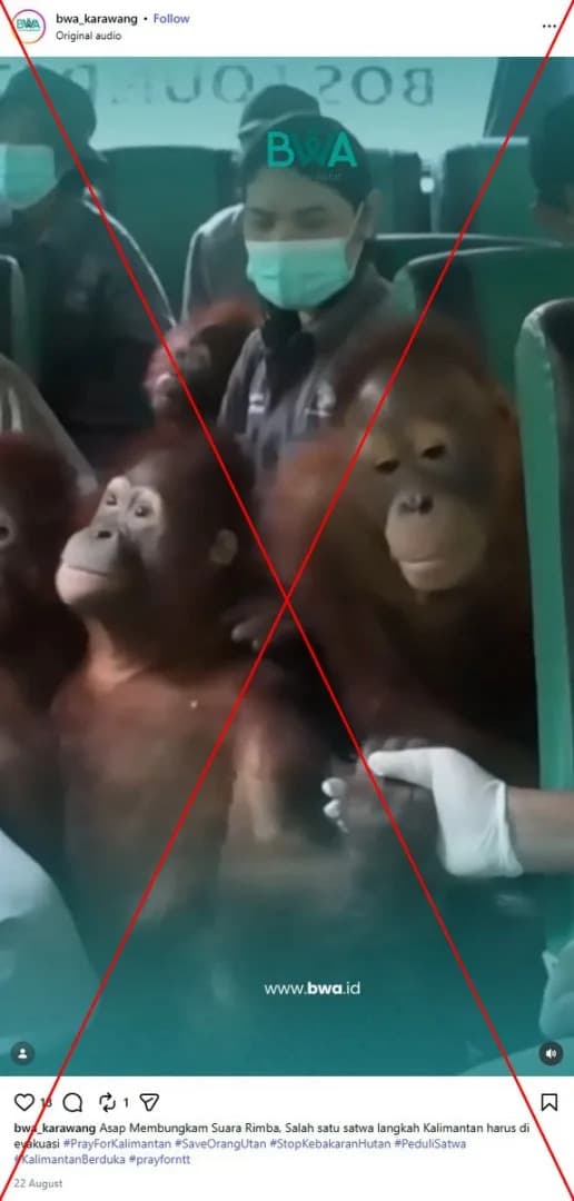 Viral Video Shows Orangutans Relocated to Rehabilitation 'Forest School' in 2025 — Not Evacuated from 2026 Wildfires