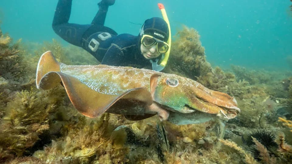 Record Low at Australia’s Giant Cuttlefish Breeding Aggregation Sparks Conservation Alarm