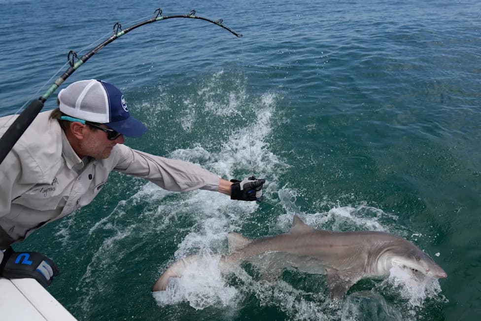 Researchers Tag Sharks Off New York’s Hamptons to Map Movements and Protect Nursery