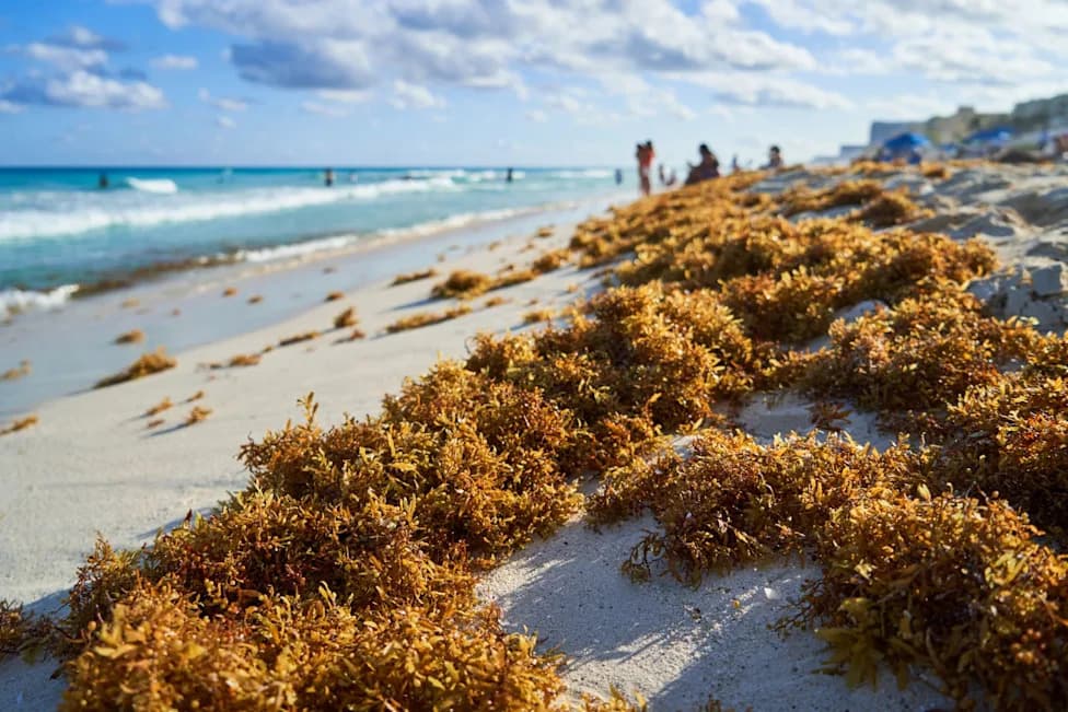 South Florida Chokes on Seaweed: Miami-Dade Hauls Record 9,000 Tons of Sargassum