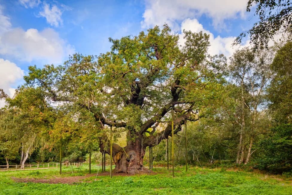England's Ancient Oaks Are Dying: Heatwaves Trigger 'Early Autumn' in Mid‑Summer