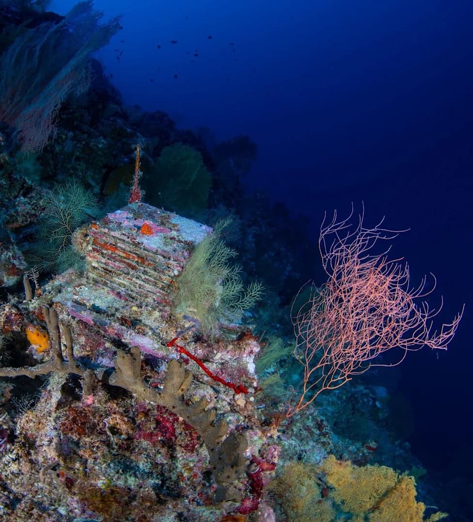 Scientists Haul a Decade of Hidden Life From the Ocean’s 'Deep Reefs'