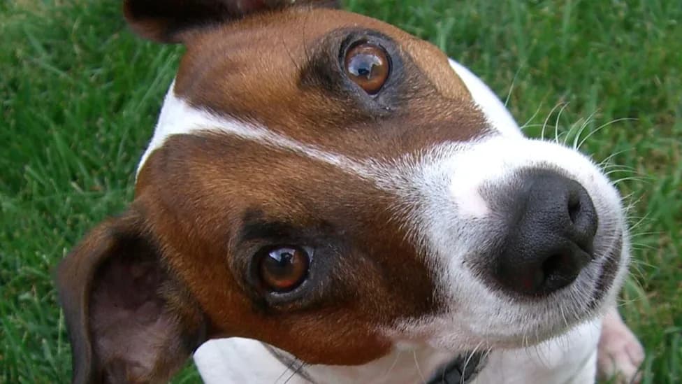 If Your Dog Blinks Back, It May Be Paying Attention — New Study Shows Dogs Notice Human Blinks