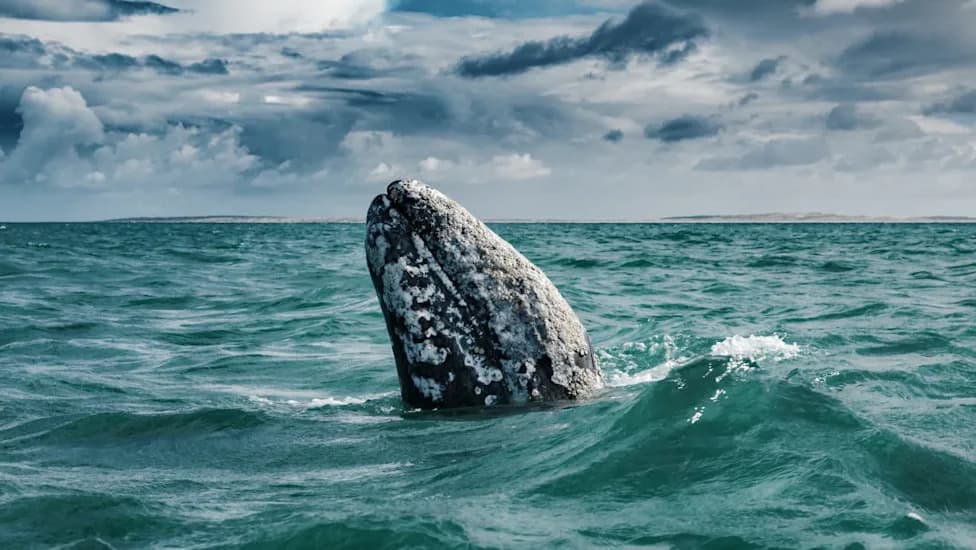 Gray Whale Numbers Fall by Half From Alaska to Mexico — Conservation Groups Sue to Restore Protections