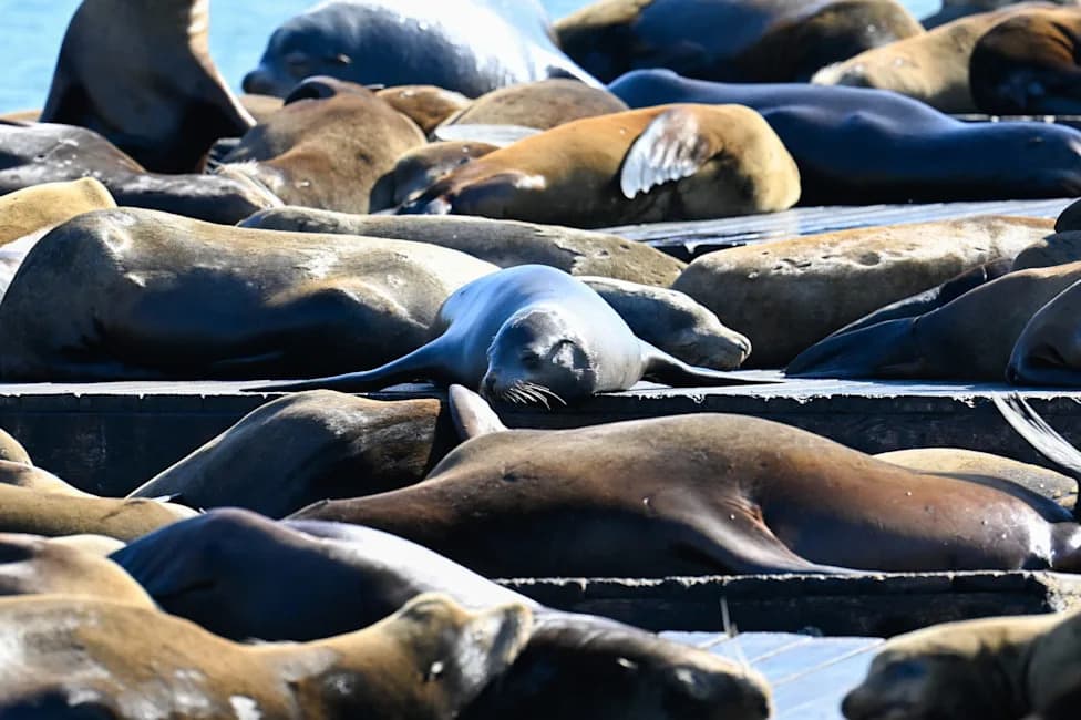 Sick, Disoriented Sea Lions Wash Ashore as Domoic Acid Outbreak Strains California Rescuers