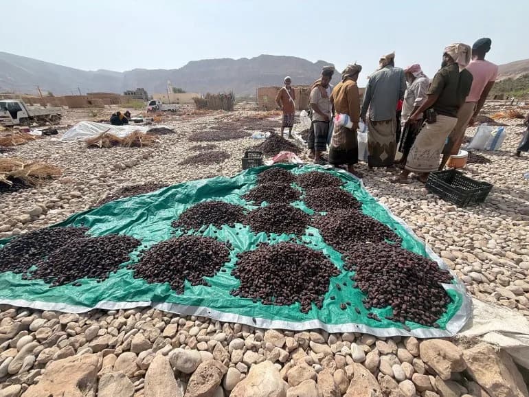 How Date Harvests Sustain Hajr: A Lifeline for Farmers in Yemen’s Hadramout