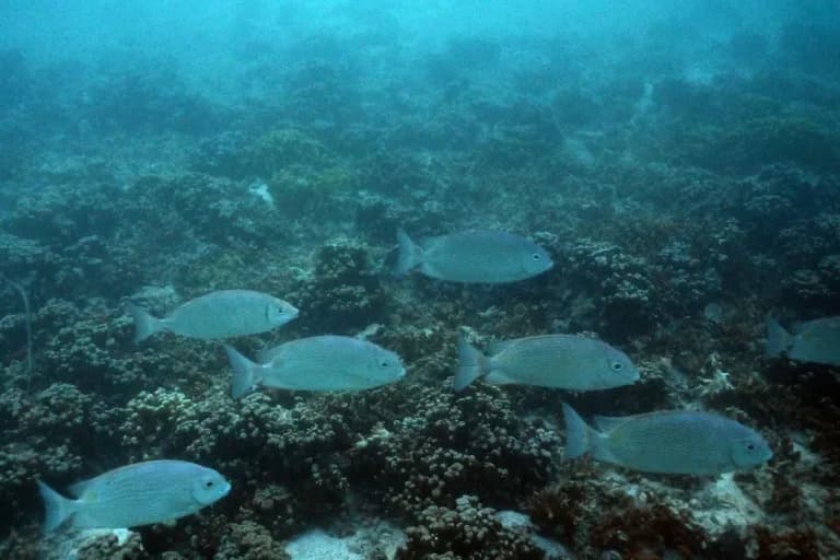 Pacific Islands Face Food, Water And Economic Threats As Warming Likely To Overshoot 1.5C, Scientists Warn