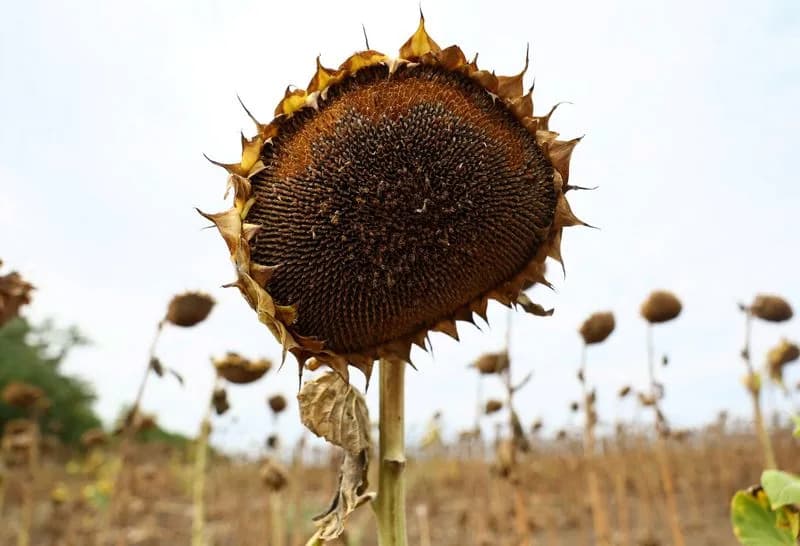 Climate Shocks Shrink EU Maize Heartland: Hungary and Romania Face Collapsing Harvests