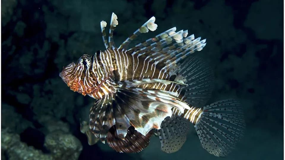 Sunken WWII Hospital Ship Off Albania Becomes Artificial Reef — Home To Invasive Lionfish And Rare Monk Seal