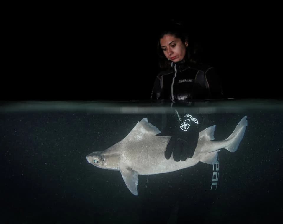Hidden Hotspot: How the Adriatic Is Rewriting What Scientists Know About Sharks and Rays