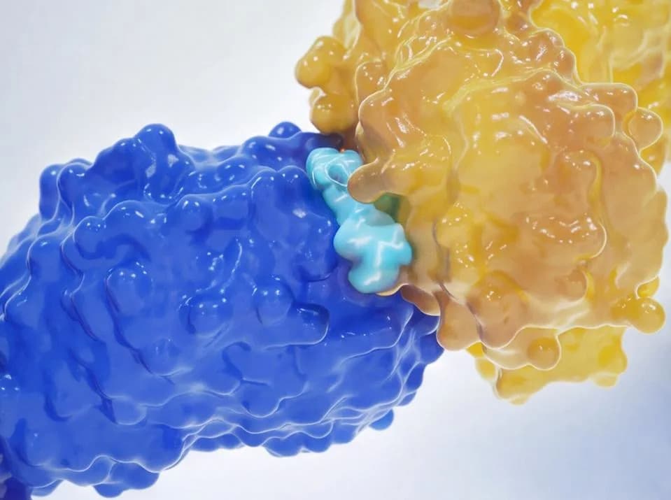 Molecular Glue Reawakens Cancer-Cell Suicide: New BCL6-Targeting Drug Clears Lymphoma Tumors in Mice