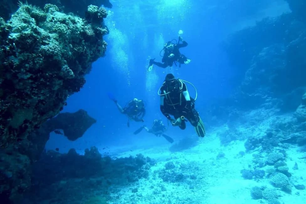 Hidden Giants: Coral Colony Nearly the Size of Vatican City and 28 Potential New Species Discovered Off Argentina