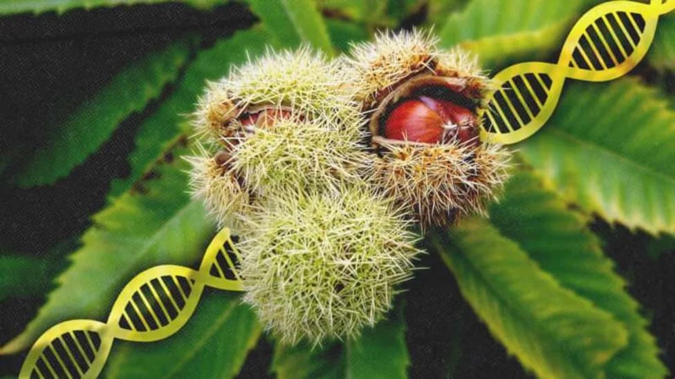 USDA Deregulates Bioengineered 'Darling 54' Chestnut, Opening a Path Toward Forest Restoration