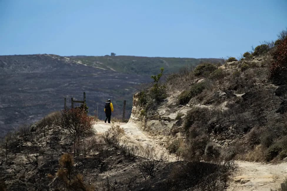 Wildfire Devastates Torrey Pine On Santa Rosa Island — Scientists Race To Save A Vanishing Forest