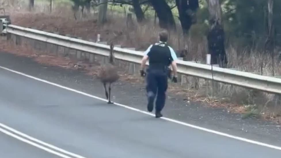 Viral Footage: Young NSW Officer Chases Emu Off Busy Country Road