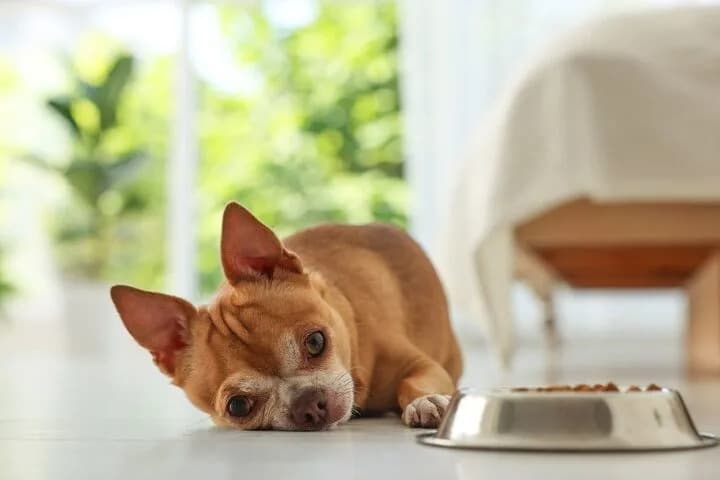 Hidden Treat-Dispenser Camera Captures Alleged Attack That Knocked Senior Chihuahua Unconscious